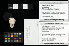 Foto (Objekt + Etiketten) von Cracensigillatus acutirostris (Moericke, 1889) 